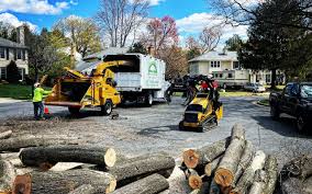 Best Tree Planting Services  in East Rochester, NY