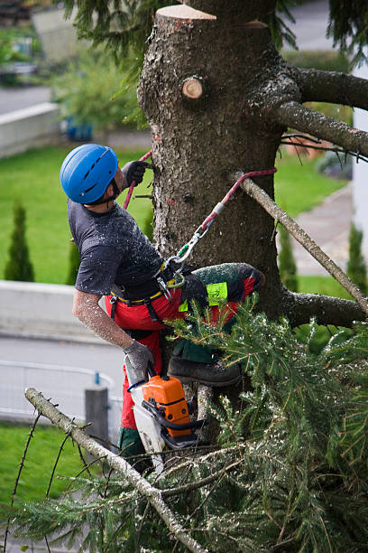 Best Tree Cabling and Bracing  in East Rochester, NY